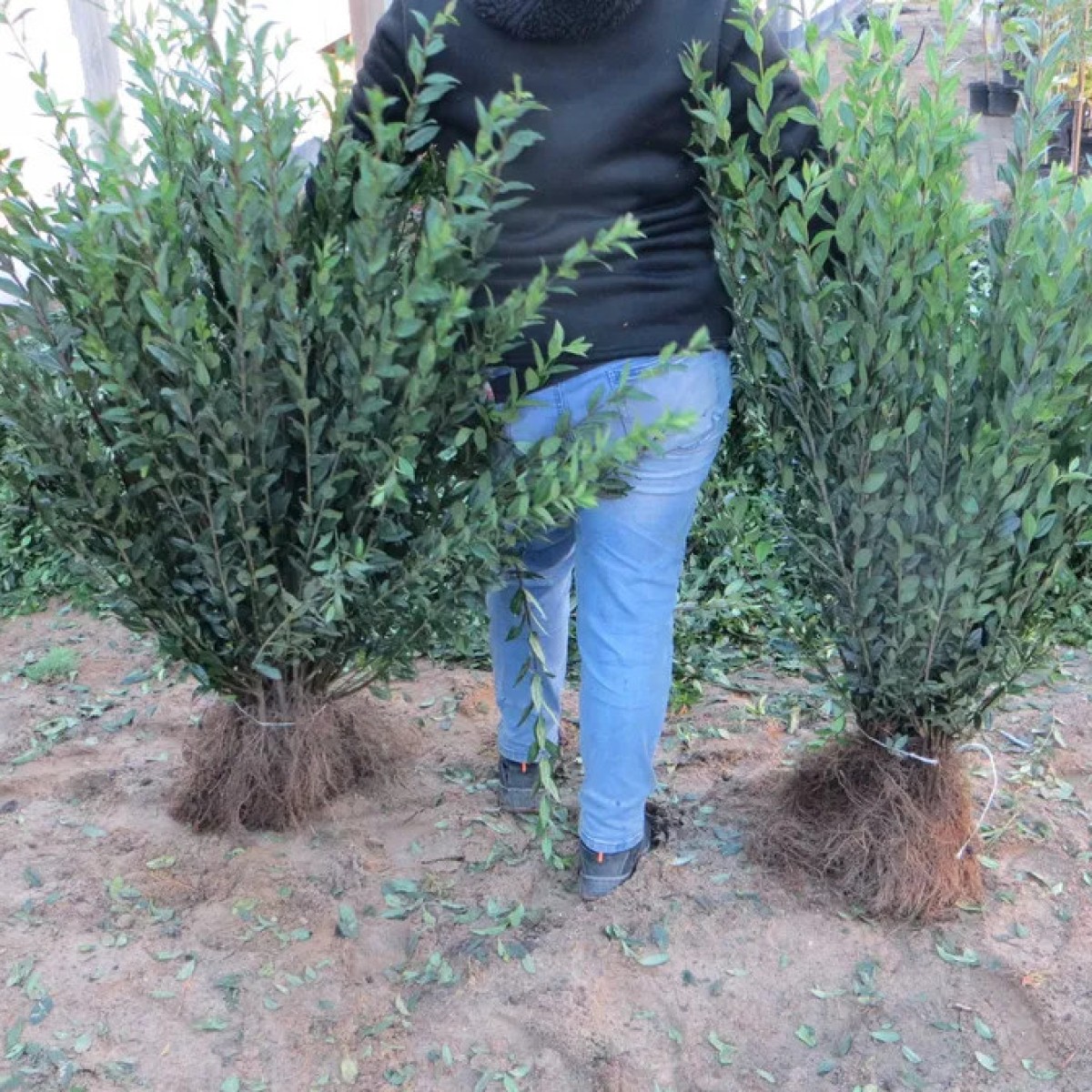 Ligustr Liguster pospolity `Atrovirens` zimozielony - sadzonki 70-90 cm 