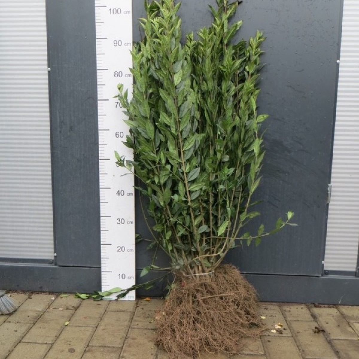 Ligustr Liguster pospolity `Atrovirens` zimozielony - sadzonki 70-90 cm 