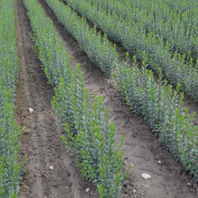 Ligustr Liguster pospolity `Atrovirens` zimozielony - sadzonki 70-90 cm 