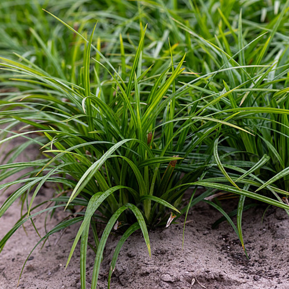 Turzyca Morrowa 'Irish Green' Carex morrowii - poj. P11