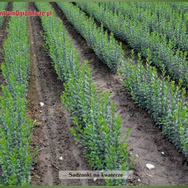 Ligustr Liguster pospolity `Atrovirens` zimozielony - sadzonki 70-90 cm 